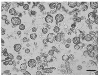 Method for efficiently separating and instantaneously converting protoplast of artemisia annua L.