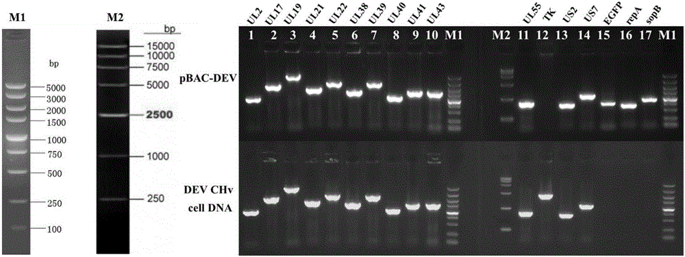 Establishing method of bacterial artificial chromosome recombinant duck plague virus rescue system platform and application