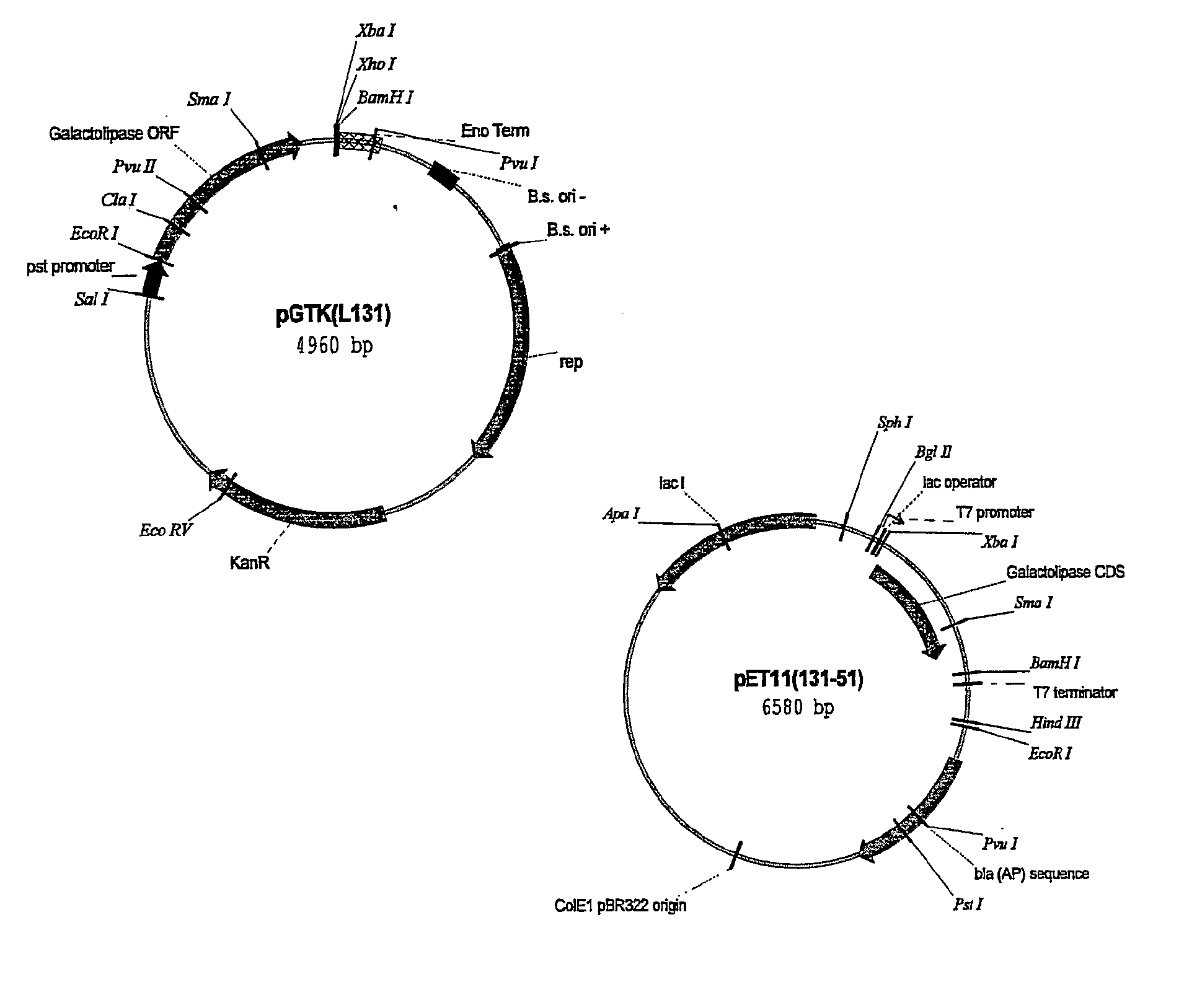 Lipolytic enzyme: uses thereof in the food industry