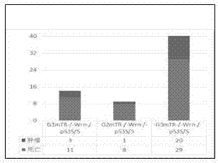 Application of P53 gene mutation and telomere dysfunction