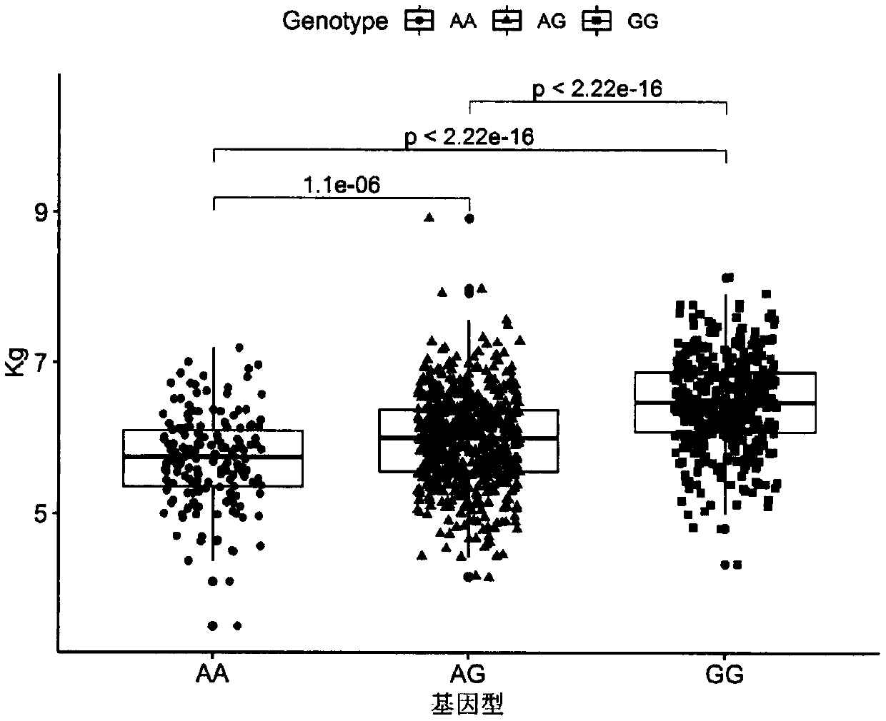 SNP loci related to front hoof weight on chromosome 6 of meat Simmental cattle and its application