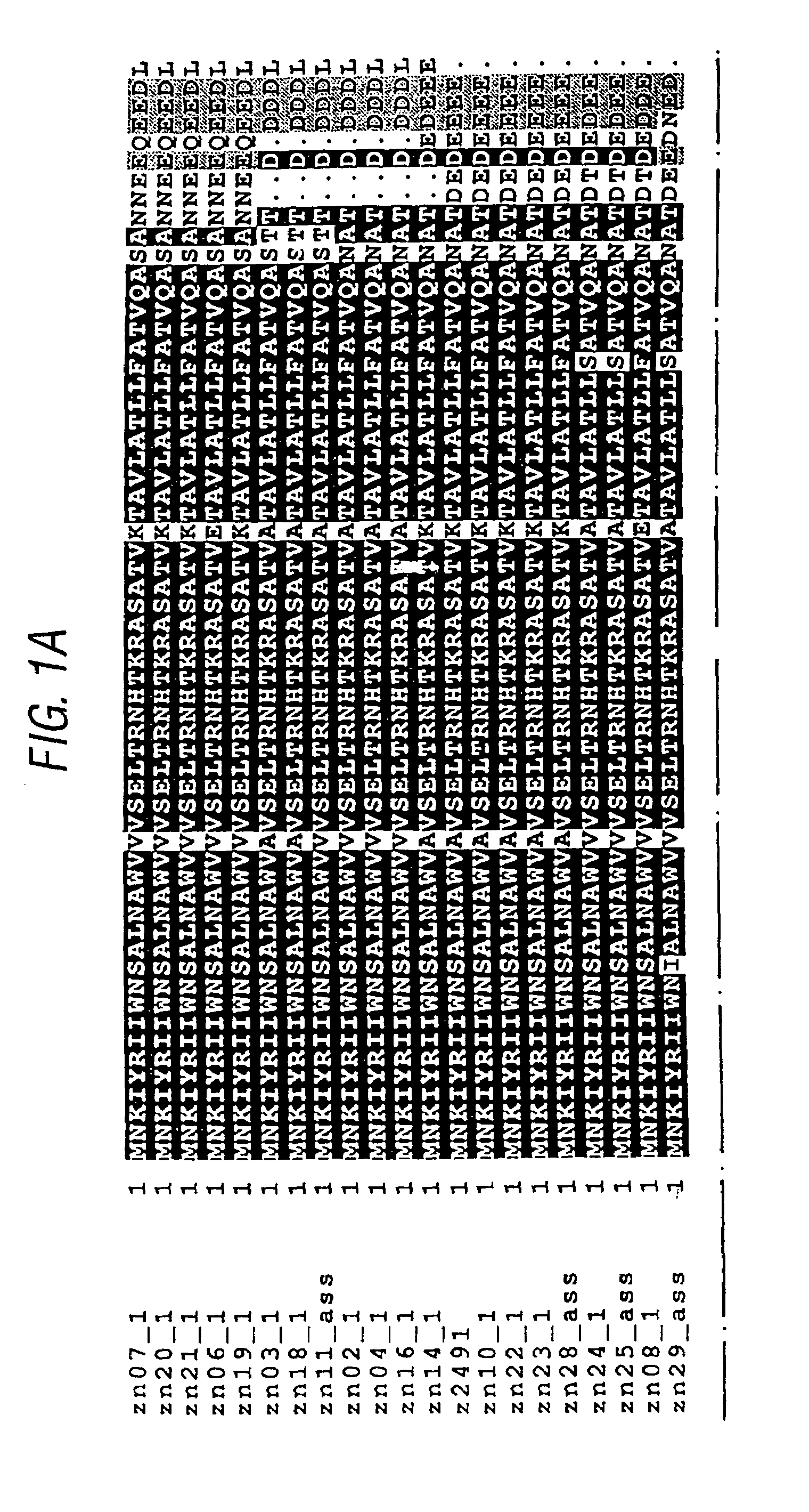 Conserved Neisserial antigens