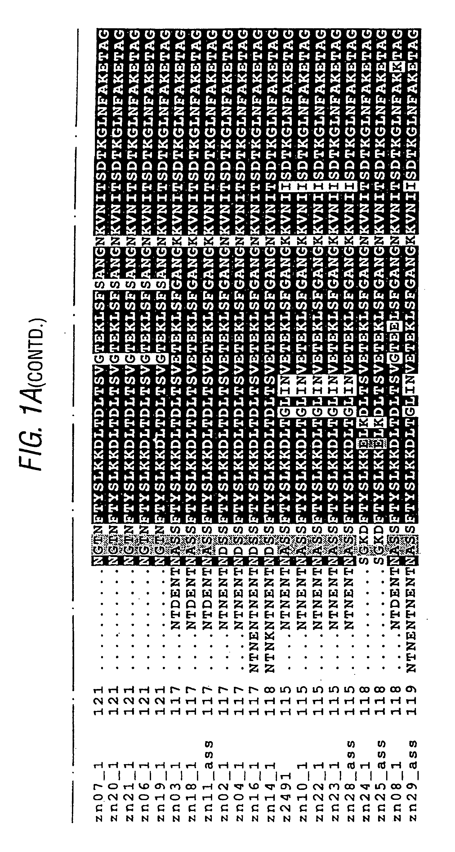 Conserved Neisserial antigens