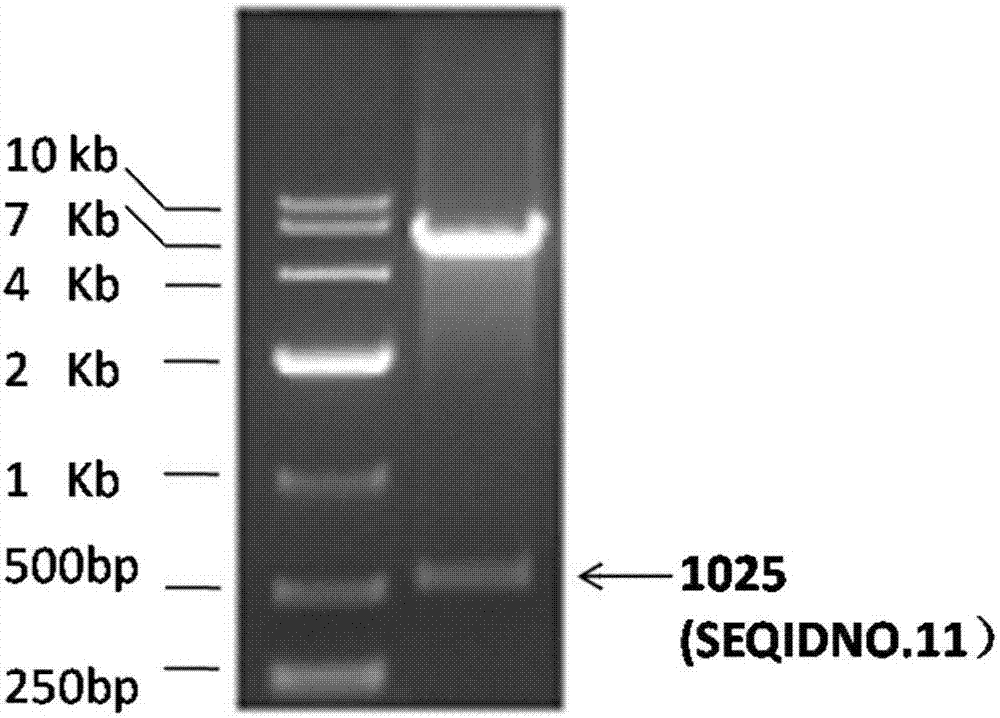 HCV (hepatitis C virus) recombinant fusion antigen and application thereof