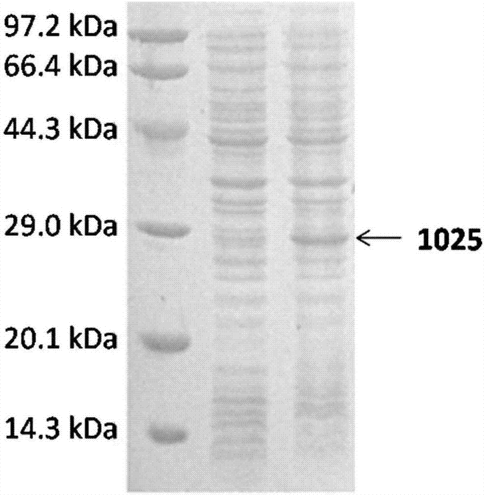 HCV (hepatitis C virus) recombinant fusion antigen and application thereof