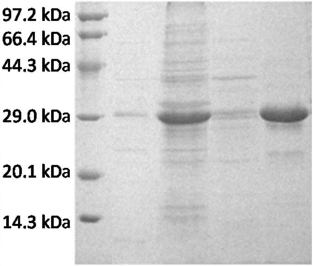 HCV (hepatitis C virus) recombinant fusion antigen and application thereof