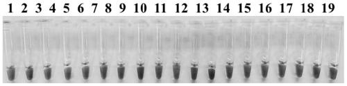 Primer group for detecting field pectobacterium carotovorum subsp and kit and method for extracting and detecting DNA of pectobacterium carotovorum subsp