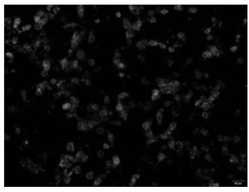 Preparation method, application and preparation primer of influenza virus HA fusion peptide and helix A protein