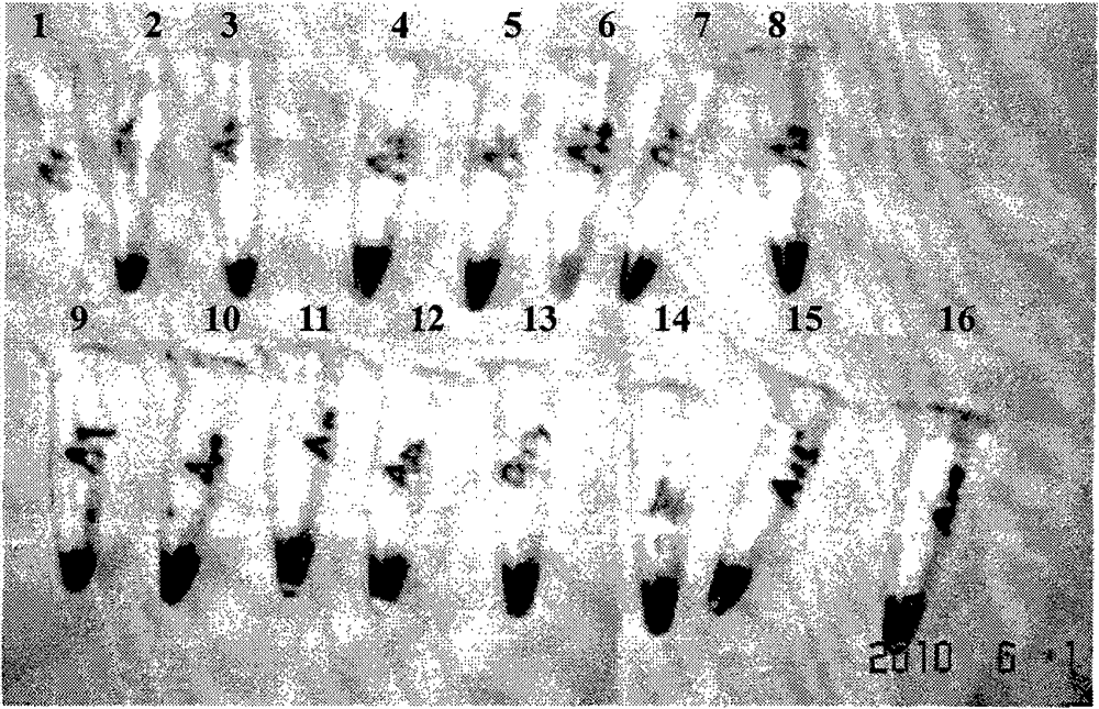 Chorispora bungeana suspended embryogenic callus transformation method