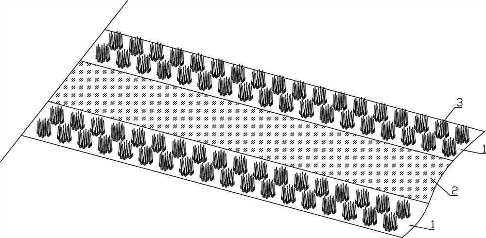 Planting method of fraxinus chinensis economic forest