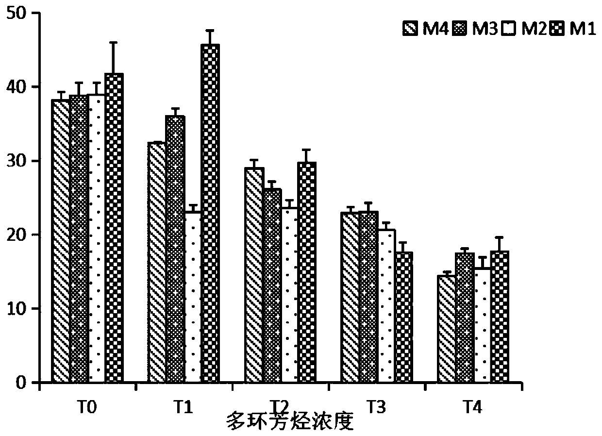 Configuration method for purifying polycyclic aromatic hydrocarbon pollution in coastal wetland by suaeda salsa