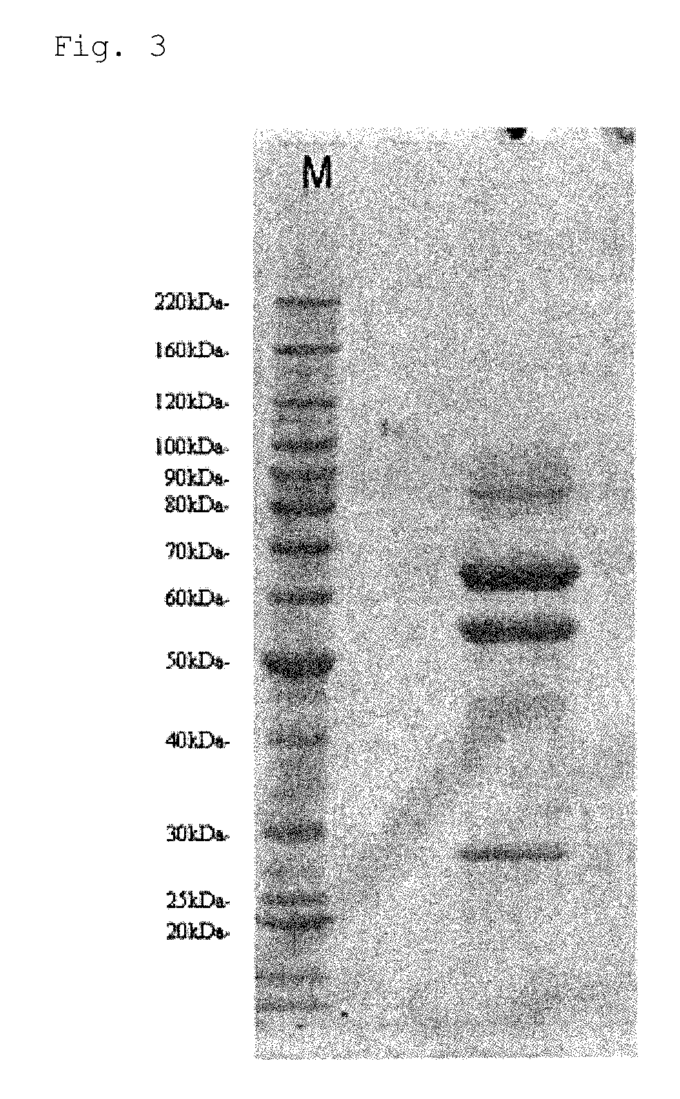 Glucose dehydrogenase