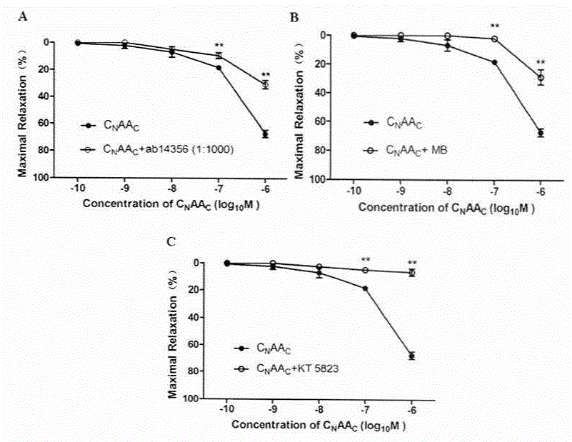 Novel natriuretic peptide chimera CNAAC with cardiac failure resistance