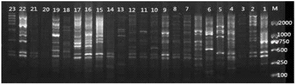 ISSR molecular marker method for genetic diversity analysis of hedyotis diffusa