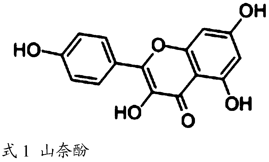 Acetylcholine esterase inhibitor prepared by using cyrtomium rhizome, preparation method and application