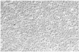 Amphoteric ion exchange membrane for fuel cell and preparation method of amphoteric ion exchange membrane