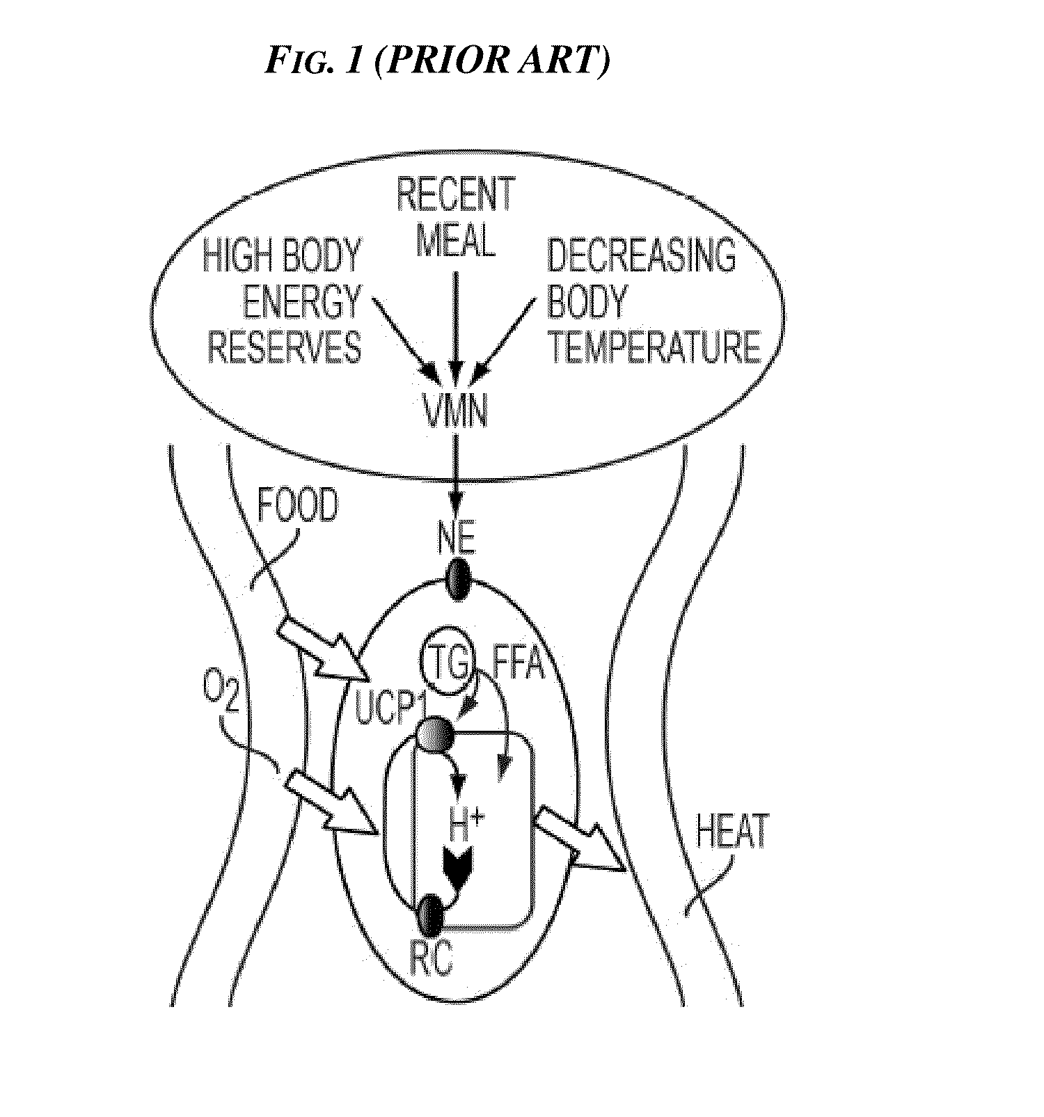 Methods and Devices for Activating Brown Adipose Tissue Using Electrical Energy