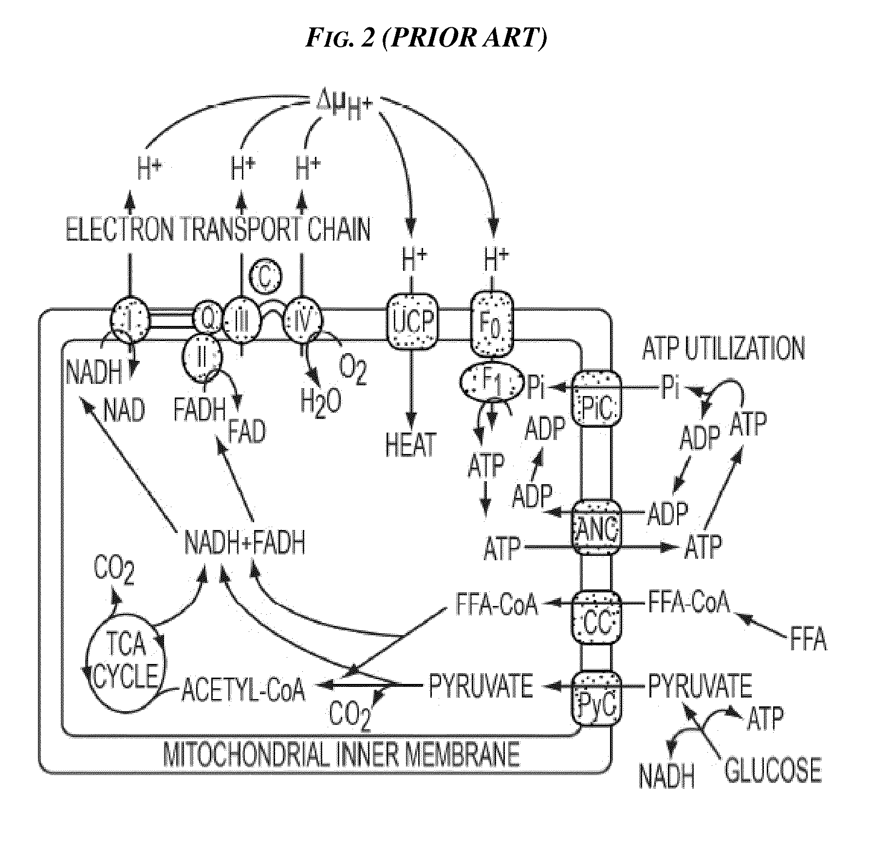 Methods and Devices for Activating Brown Adipose Tissue Using Electrical Energy