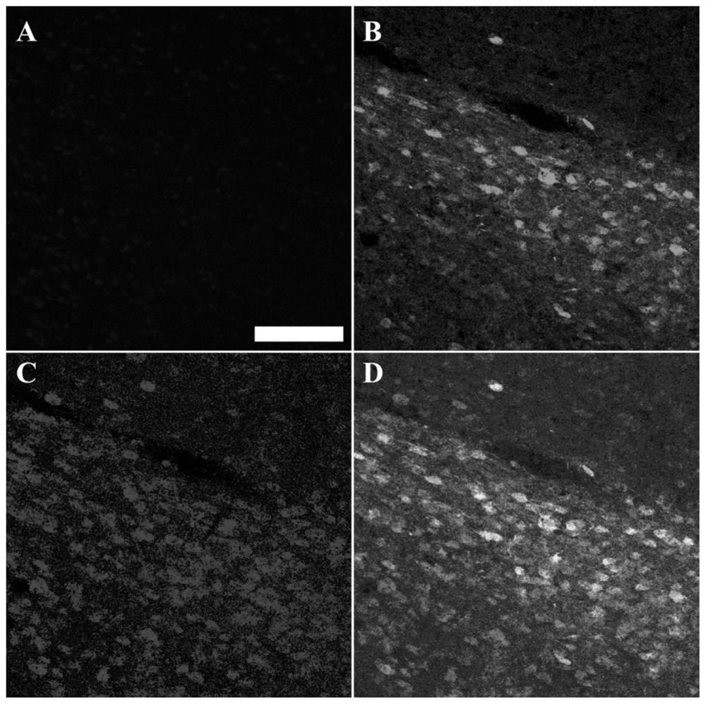 GABAergic neuron specific promoter and application thereof