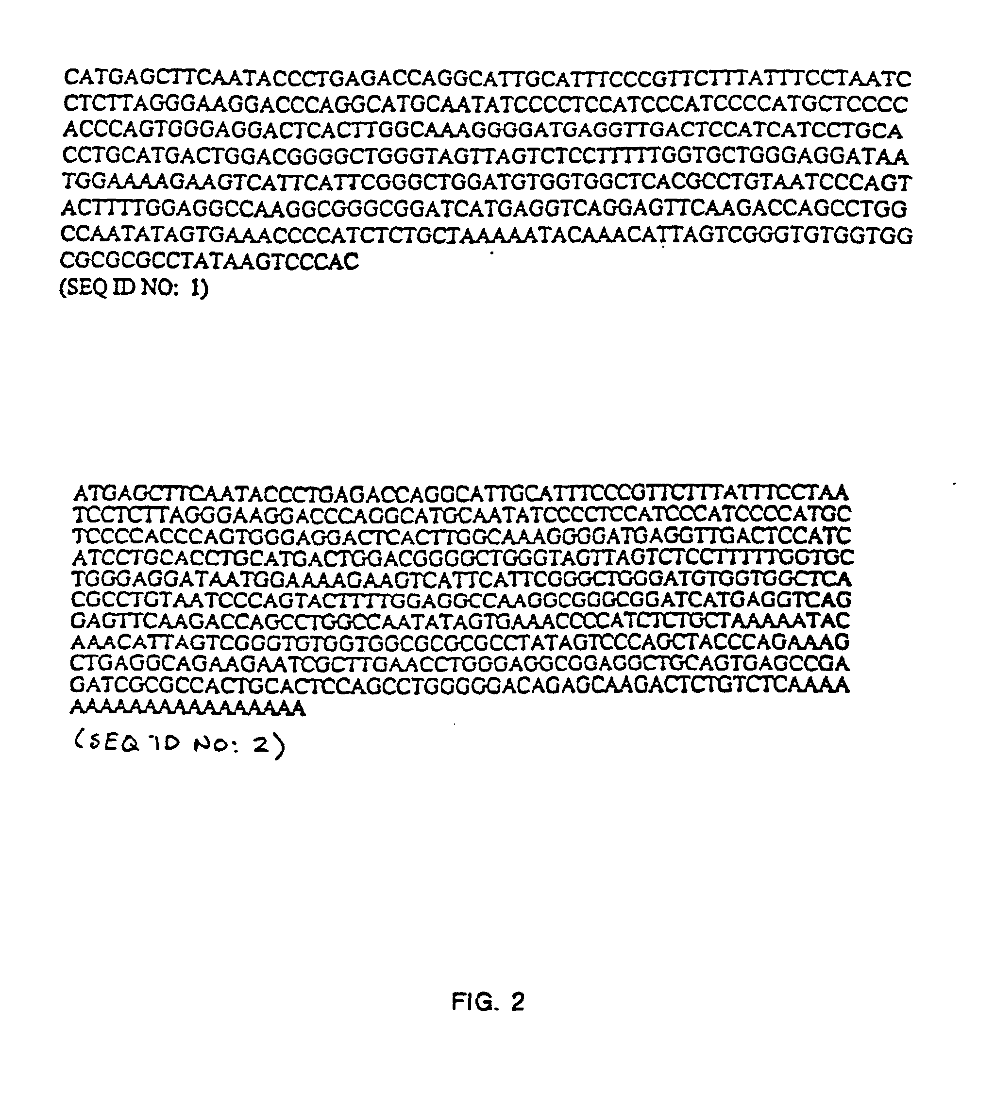 Novel interleukin-3 and uses thereof