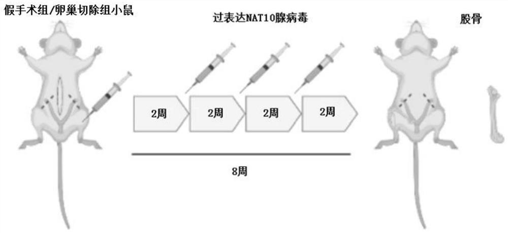 Method for promoting osteogenic differentiation of mesenchymal stem cells (MSCs) and application