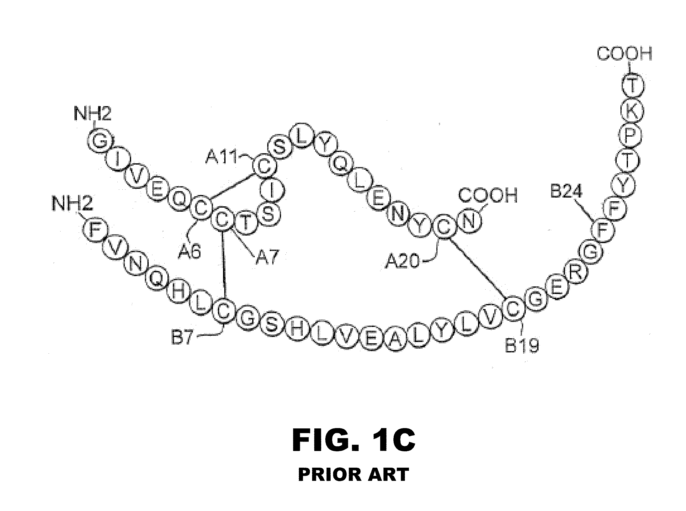 Halogen-stabilized insulin