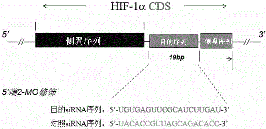 AmiRNA-HIF-1alpha sequence containing recombinant plasmid