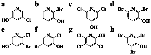 Method for detecting halogenated pyridinol disinfection by-products in water body