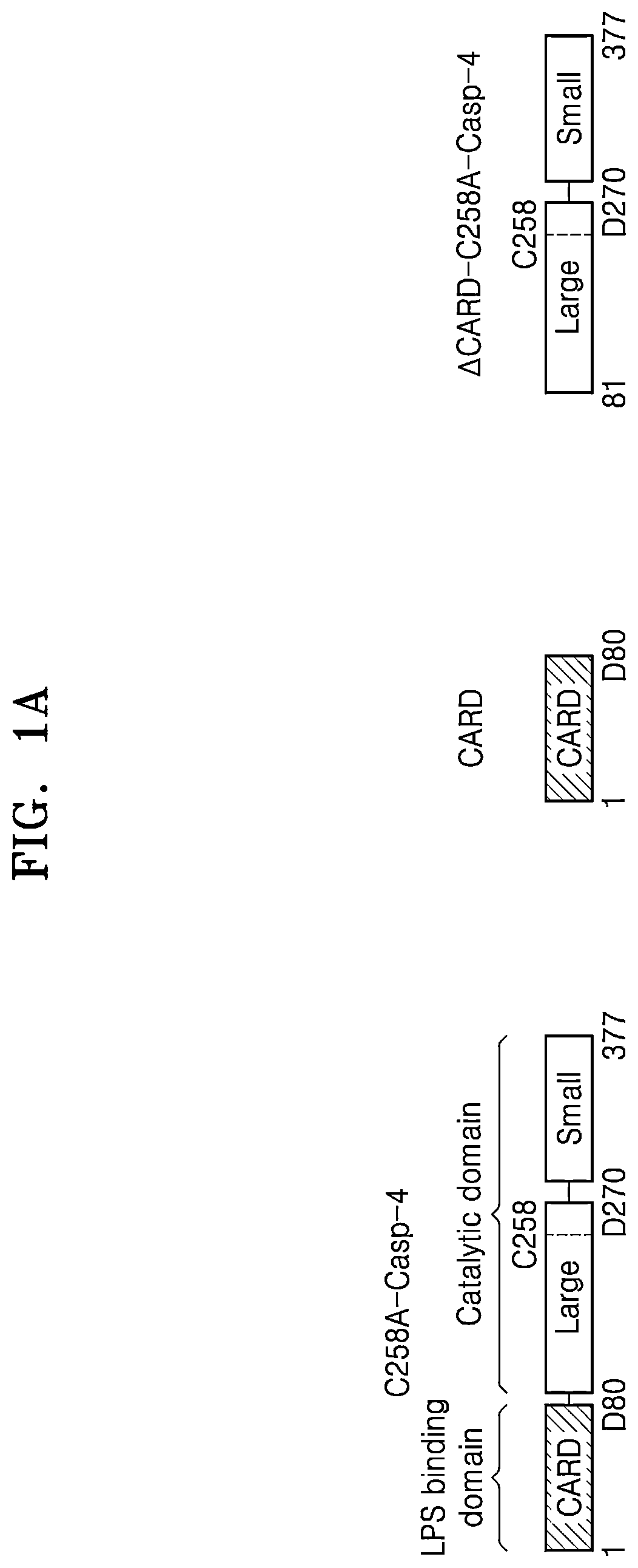 Method of screening inhibitor of caspase activity by lipopolysaccharide