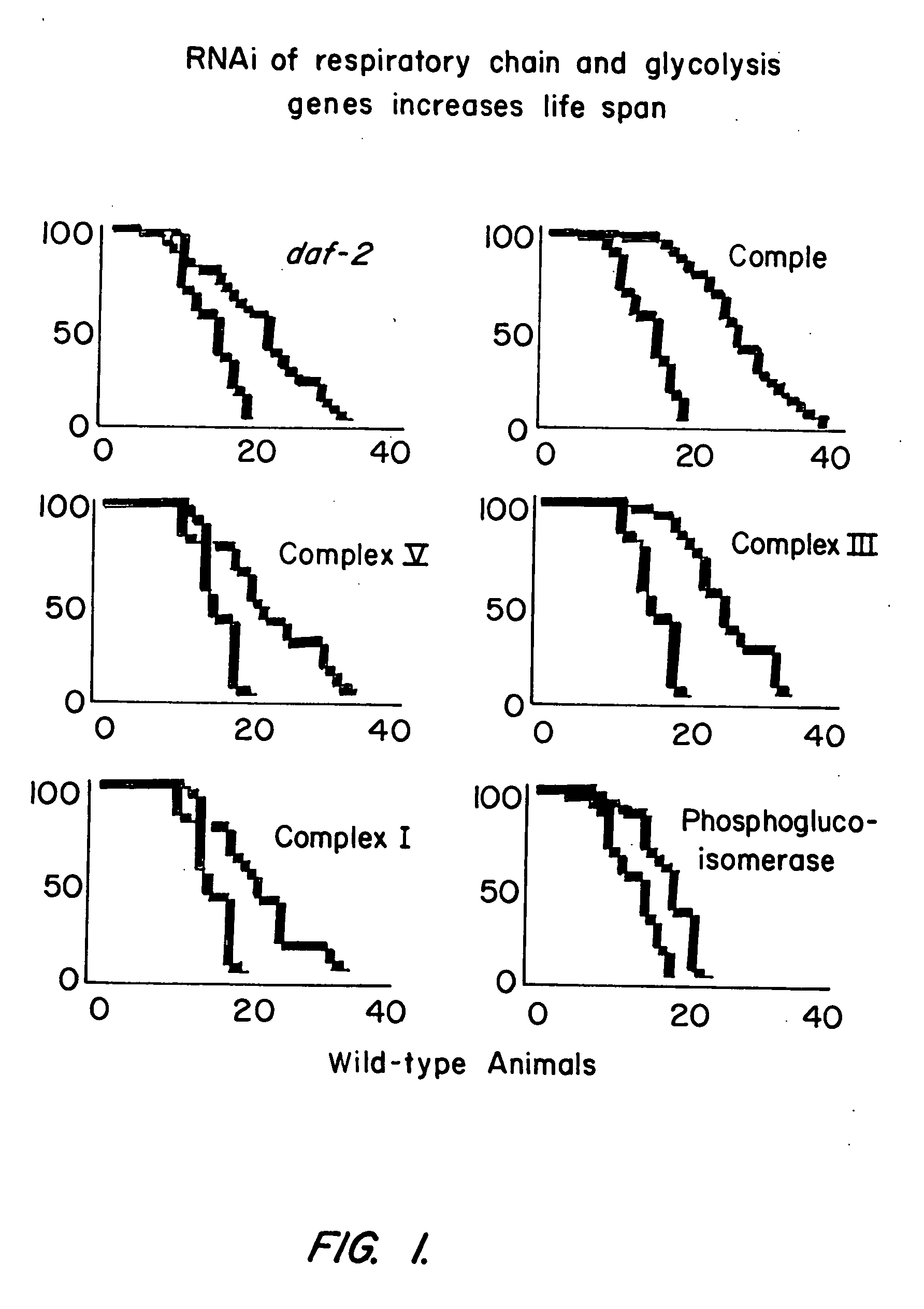 Eukaryotic genes involved in adult lifespan regulation