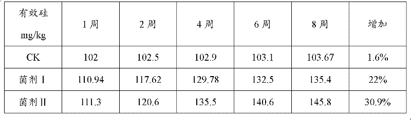 Bacillus mucilaginosus and applications thereof