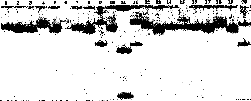 Method for detecting ES15 microsatellite markers of Chinese shrimps