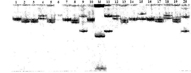 Method for detecting ES15 microsatellite markers of Chinese shrimps