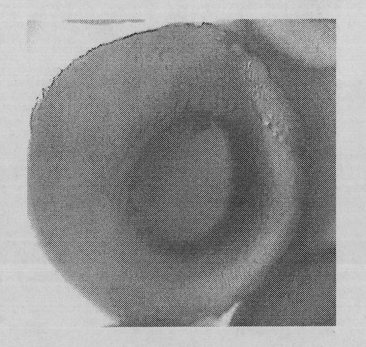 Polyacrylonitrile-based hollow carbon fiber precursor and preparation method thereof