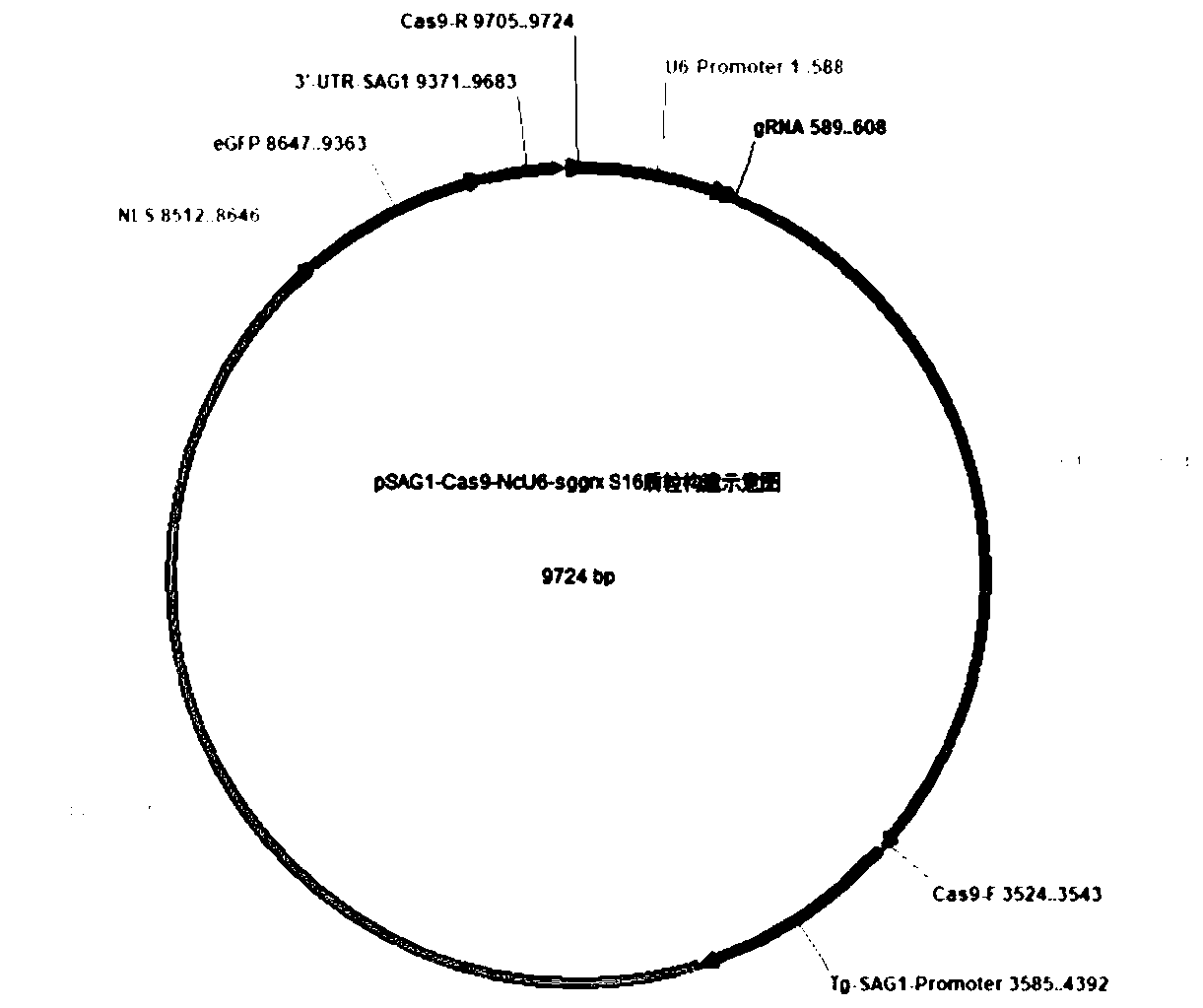 Neospora caninum attenuated strain with double deletion of grx S16 and grx C5 genes, and construction method and application thereof