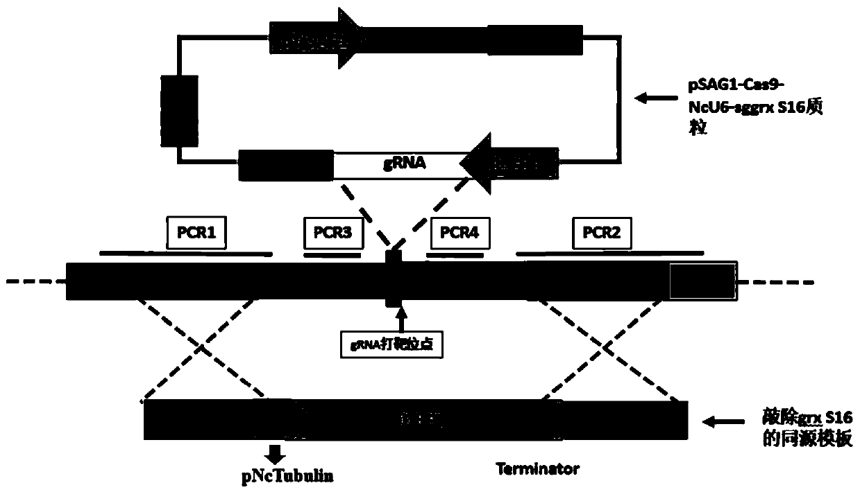 Neospora caninum attenuated strain with double deletion of grx S16 and grx C5 genes, and construction method and application thereof