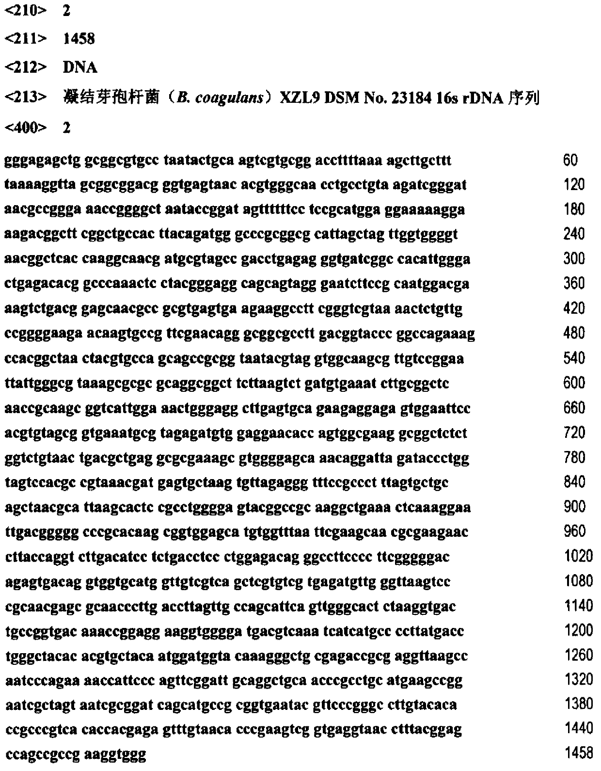 Bacillus coagulans used to preparing L-lactic acid and application method thereof