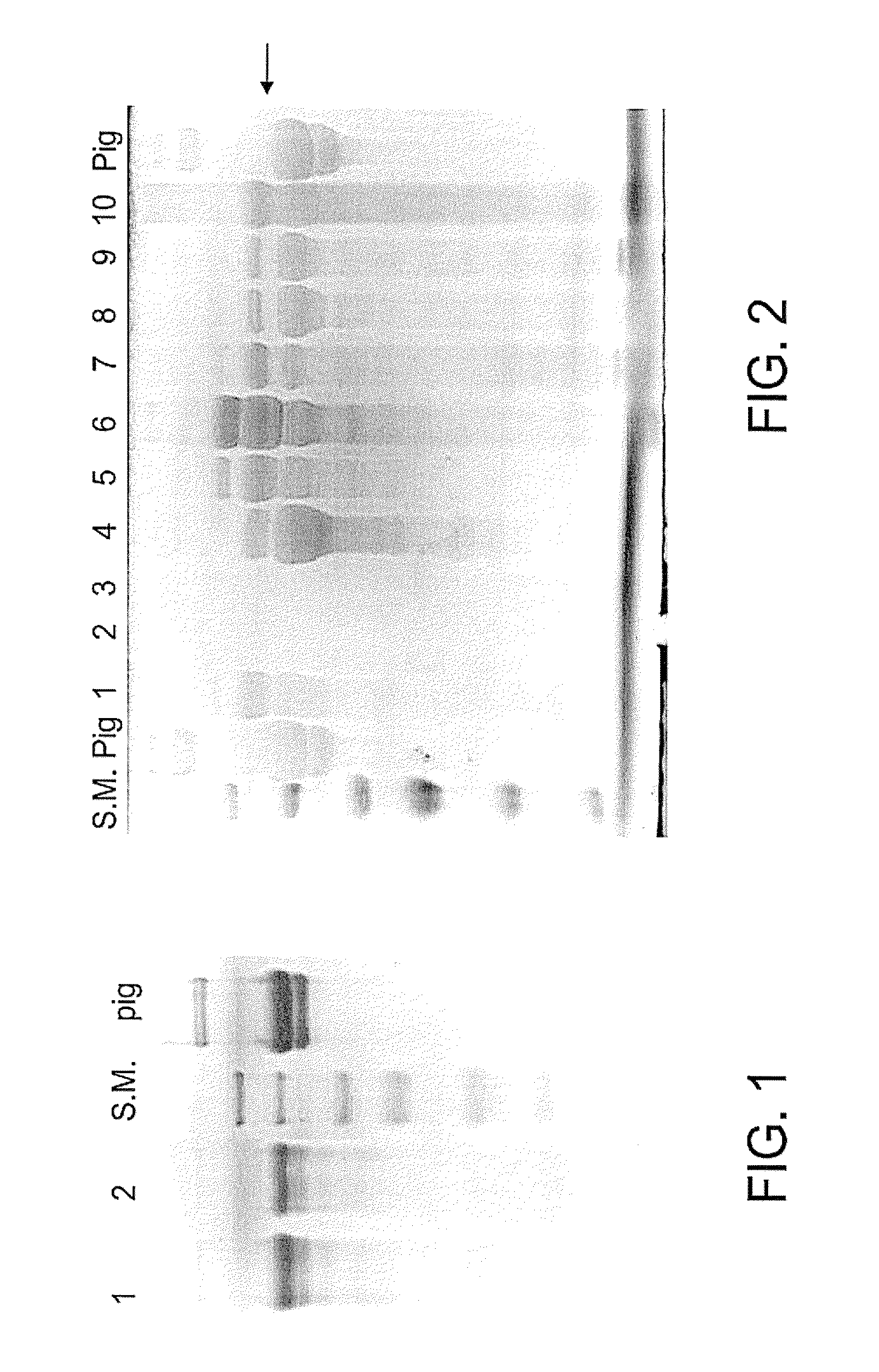 Methods of processing recombinant procollagen