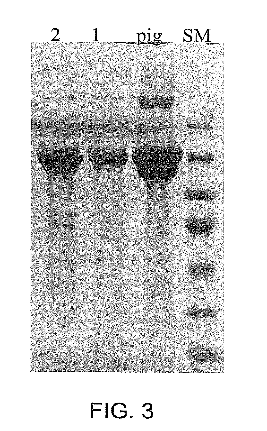 Methods of processing recombinant procollagen