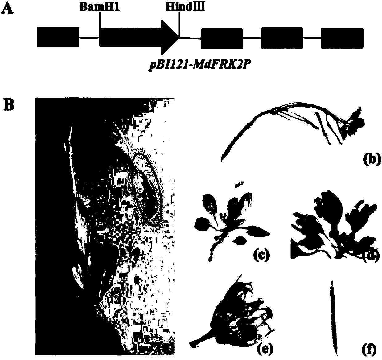 Promoter sequence of fructokinase gene in apple, and deletion mutants and application of