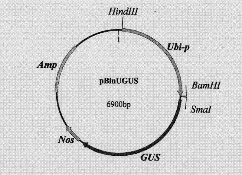 Alexin and application thereof to preparation of antibacterial medicament