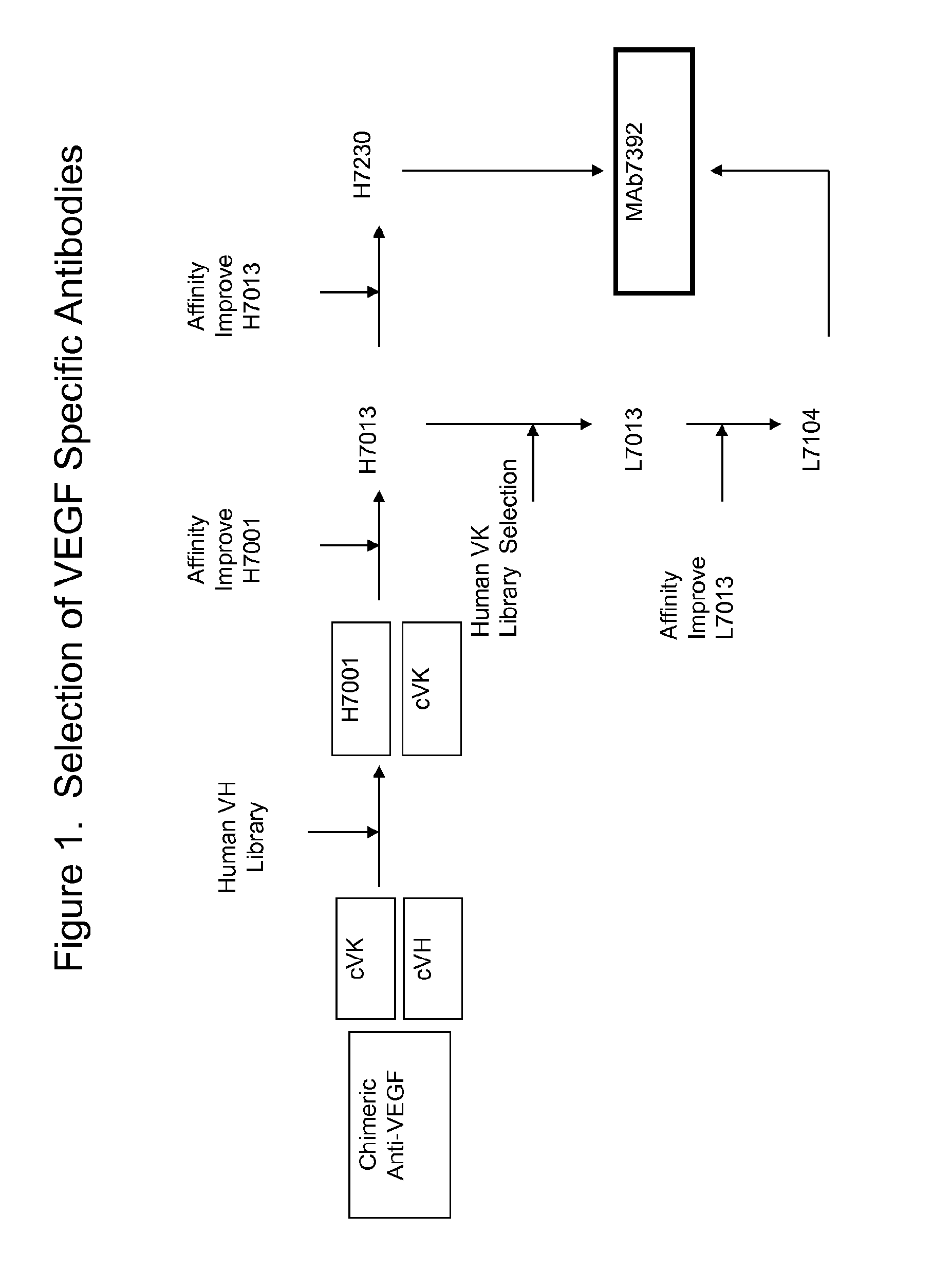 Anti-VEGF antibodies and uses thereof