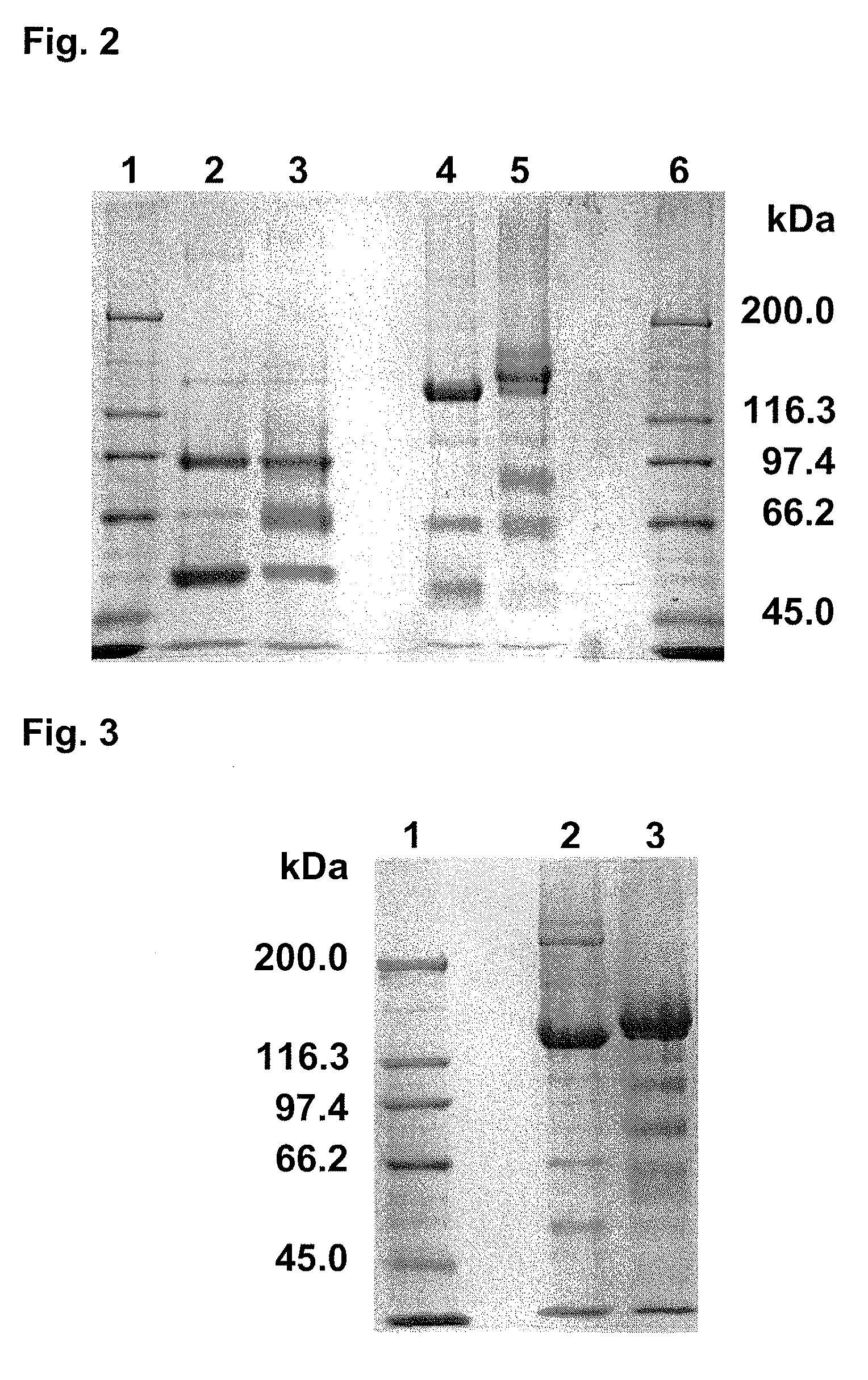 Pegylated mutated clostridium botulinum toxin