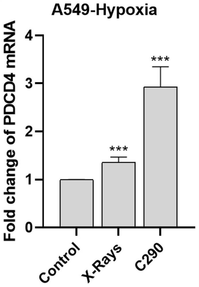 Application of linc00084 in the preparation of adjuvant drugs for hypoxic tumor radiotherapy