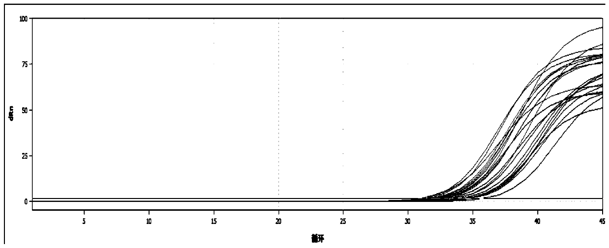 Passiflora internal reference gene penadp and its screening method and application