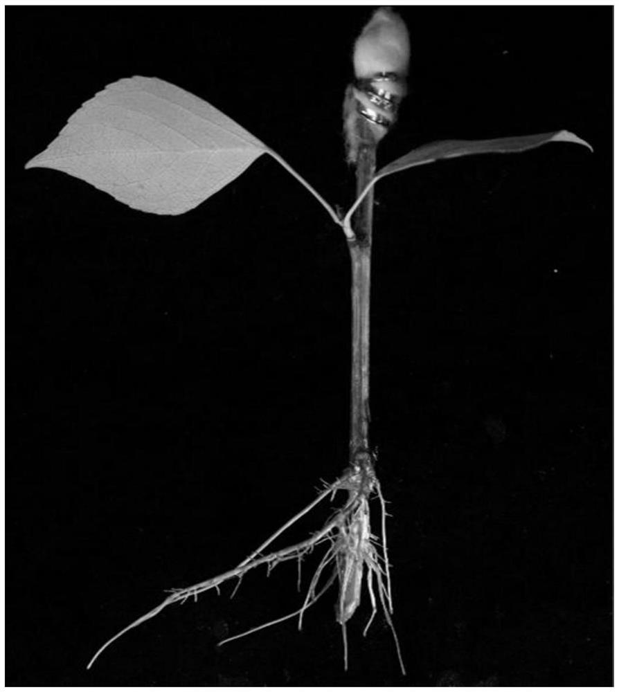 Stable rooting method for poplar cuttage