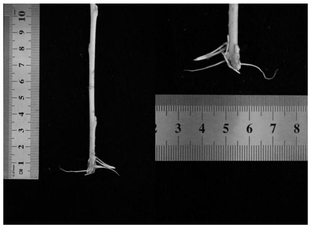 Stable rooting method for poplar cuttage