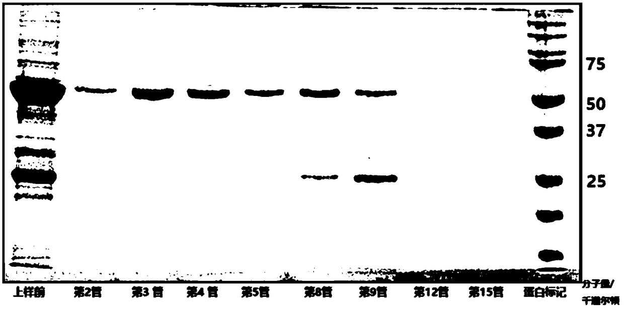 Protein, transmembrane nucleic acid unwinding nanopore, construction method and application thereof