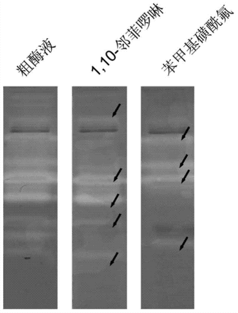 Application of protease graph electrophoresis detection method to rapid identification of extracellaluar protease variety of bacteria