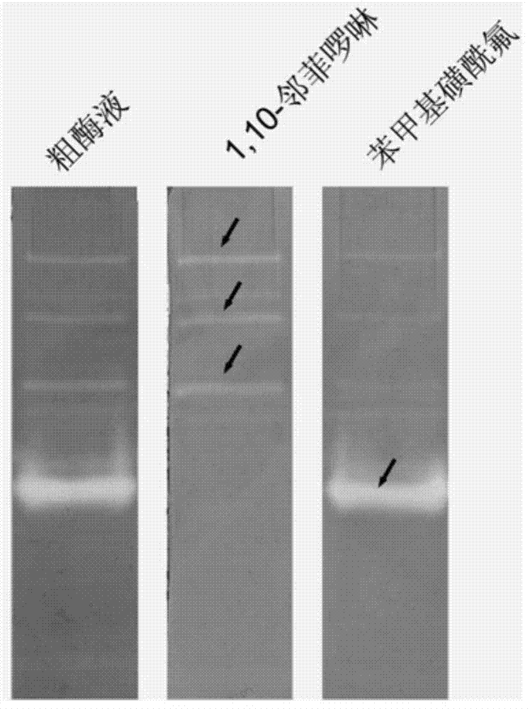 Application of protease graph electrophoresis detection method to rapid identification of extracellaluar protease variety of bacteria